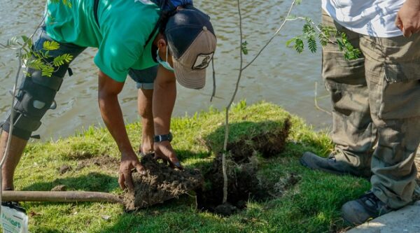 Naciones Unidas reconoce a Santa Marta como una de las Ciudades Árbol del Mundo