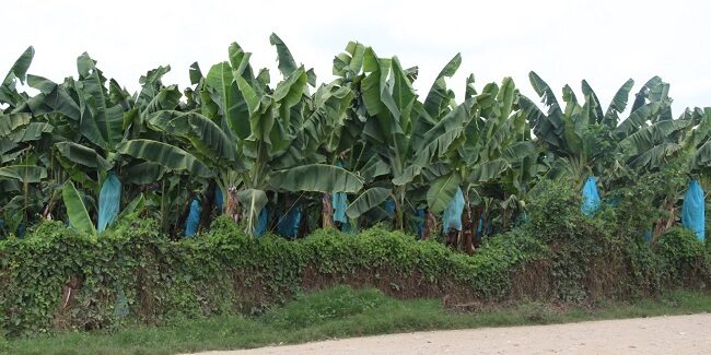 37 proyectos de desarrollo económico e infraestructura, educación y medio ambiente