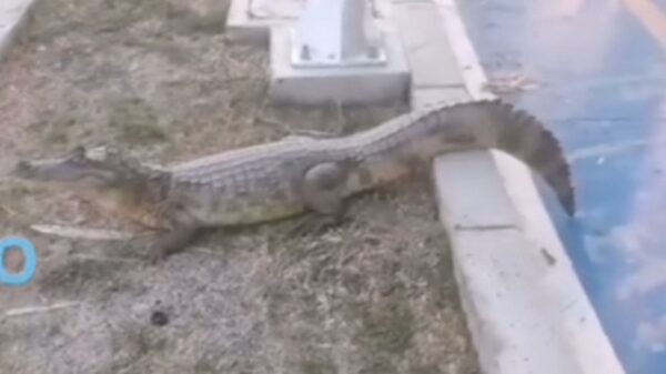 Hay temor por lo grande de la babilla del Parque del Agua