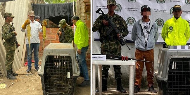 Ejército recuperó 234 babillas que serían comercializadas en el Magdalena