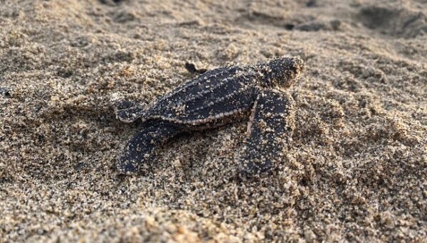 Nacieron 42 Tortugas Laùd en nido rescatado