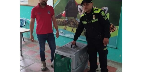 Policía Ambiental recuperó un tigrillo en cautiverio
