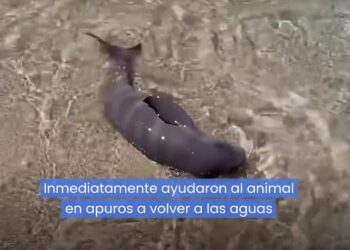 Bañista en Shenzhen rescata a mamífero marino atrapado entre rocas en aguas poco profundas