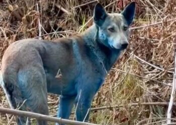 Perros azules en la zona de exclusión de Chernóbil desconciertan a los científicos y fascinan al mundo