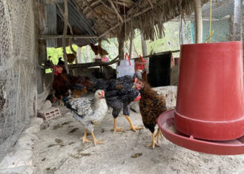 ICA detecta nuevo brote de influenza aviar en El Retén y refuerza llamado a la bioseguridad