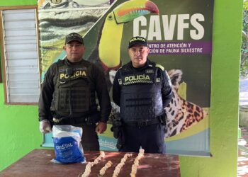 122 huevos de iguana fueron decomisados por la policía en Pueblo Viejo y entregados al centro de fauna de Corpamag