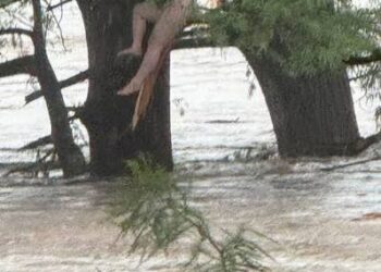 Menor sobrevive tras quedar atrapado en un árbol durante emergencia por inundaciones en Urabá