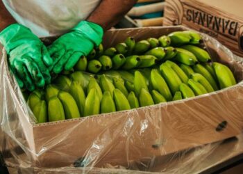 Exportaciones de banano registran fuerte aumento y consolidan su peso en la economía colombiana