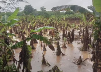 Lluvias extremas inundan zona bananera de Urabá y ponen en riesgo más de 1.200 hectáreas de cultivo