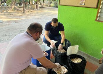 Corpamag recibe más de 7.500 huevos de iguana decomisados por la policía nacional