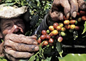 Extorsión contra familias cafeteras aumentó más del 70 % en la última década