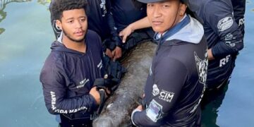 Manatí “Ciruelito” regresó al mar luego de más de un año de rehabilitación en el centro de rescate de Fauna Marina