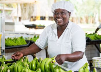 Banano del Magdalena fortalece su liderazgo ambiental con iniciativa impulsada por AUGURA