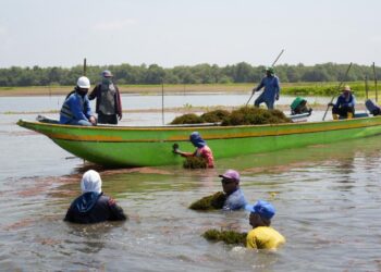 Corpamag inició prueba piloto de remoción manual de hydrilla en la Ciénaga de Pajarales con participación de pescadores