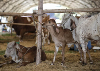Alertan presuntas irregularidades en manejo de 15 mil cabezas de ganado incautadas por la SAE