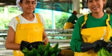 Asbama rechaza propuesta de Petro de reducir producción bananera en el Caribe