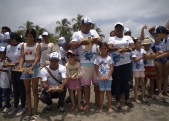 Más de 20 años trabajando por la conservación de las tortugas marinas en el Caribe colombiano