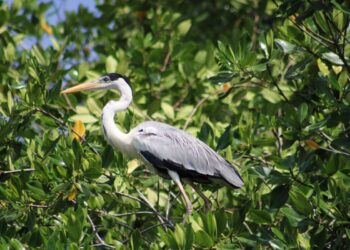 Corpamag celebra el día mundial de las aves migratorias vinculándose al global big day en el Magdalena.