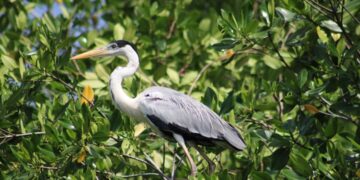 Corpamag celebra el día mundial de las aves migratorias vinculándose al global big day en el Magdalena.
