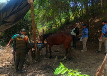 Parque Tayrona refuerza medidas de bienestar animal tras caída de caballo en zona rocosa