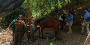 Parque Tayrona refuerza medidas de bienestar animal tras caída de caballo en zona rocosa