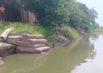 Miles de peces aparecen muertos y generan alarma en la Ciénaga de Pijiño.