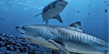 ONU advierte que los océanos enfrentan una crisis cada vez más grave