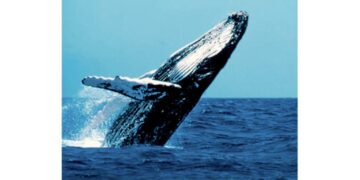 Pacífico colombiano se prepara para la llegada de hasta 8.000 ballenas jorobadas en temporada de avistamiento