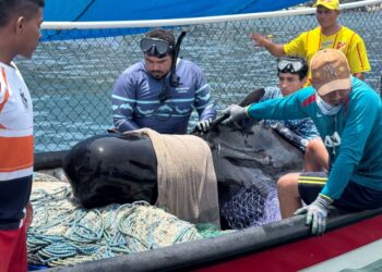 Fallece ballena piloto rescatada en Tasajera pese a los esfuerzos de atención especializada