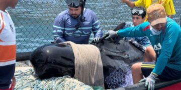 Fallece ballena piloto rescatada en Tasajera pese a los esfuerzos de atención especializada