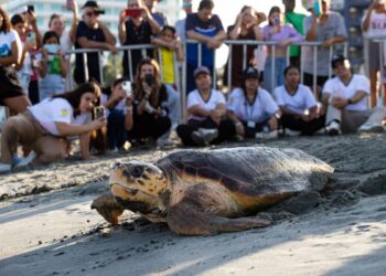 Corpamag conmemora el día mundial de las tortugas marinas fortaleciendo su conservación en el departamento del Magdalena