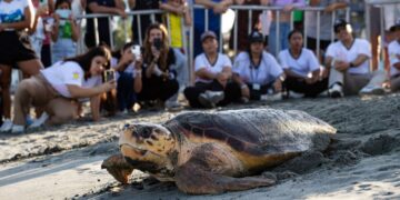 Corpamag conmemora el día mundial de las tortugas marinas fortaleciendo su conservación en el departamento del Magdalena