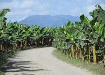 Investigan muerte de adolescente en Zona Bananera