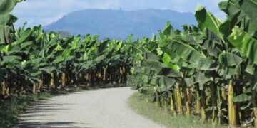 Investigan muerte de adolescente en Zona Bananera