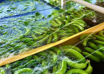 ASBAMA advierte que la sostenibilidad del banano requiere condiciones económicas justas para garantizar su futuro