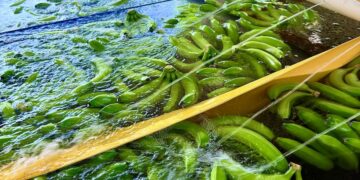 ASBAMA advierte que la sostenibilidad del banano requiere condiciones económicas justas para garantizar su futuro