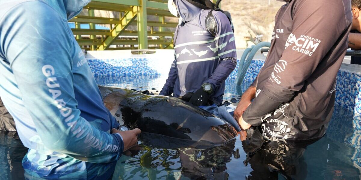 RESCATE DELFINCALDERON 2