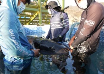 Centro de rescate de fauna marina atiende varamiento de delfín calderón en Taganga