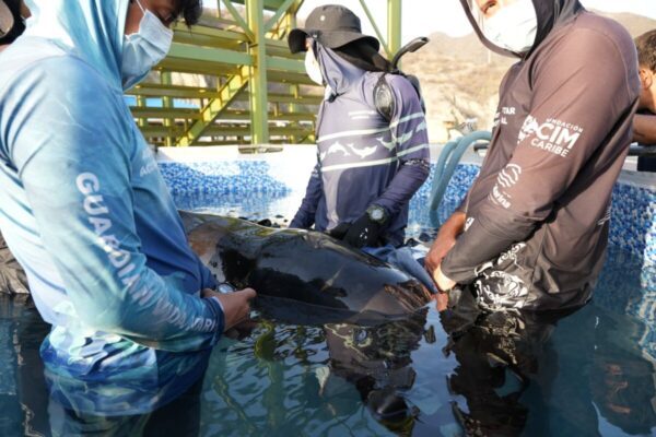 RESCATE DELFINCALDERON 2