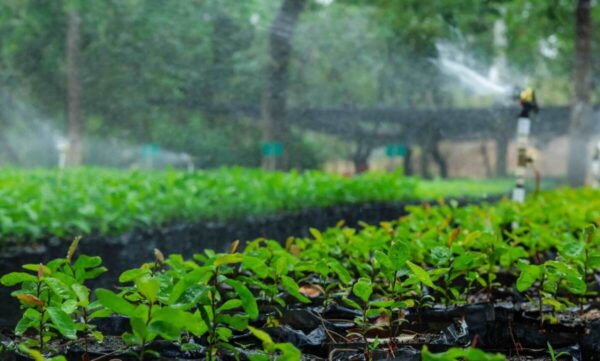 Vivero-ambiental-de-Drummond-Ltd-1-1536×923