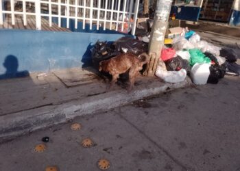 Denuncian grave acumulación de basuras en la Urbanización 17 de Diciembre