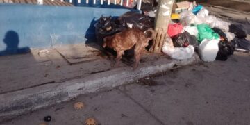 Denuncian grave acumulación de basuras en la Urbanización 17 de Diciembre