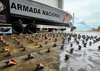 Cae cargamento ilegal de 151 caracoles pala en aguas del Caribe colombiano