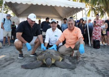 Corpamag y fundación Cim caribe lideran la liberación de 36 tortugas marinas en la apertura del III congreso de lo contencioso administrativo