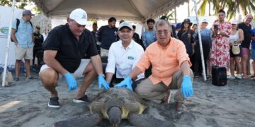 Corpamag y fundación Cim caribe lideran la liberación de 36 tortugas marinas en la apertura del III congreso de lo contencioso administrativo