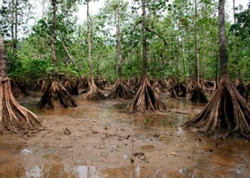 Gobierno declara 2.580 hectáreas destinadas a conservación de la biodiversidad