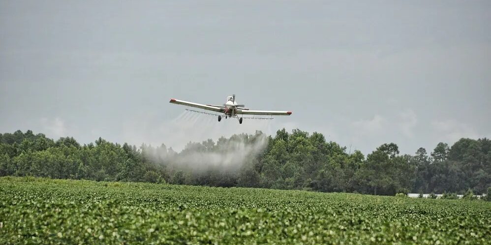 CULTIVO