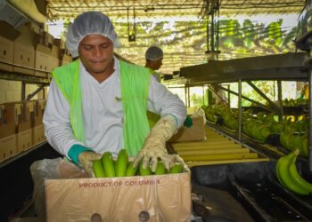 Colombia alerta a Europa: producir un banano en medio del fenómeno del niño y la revaluación de la moneda, cuesta cada vez más y pone en riesgo 200.000 empleos