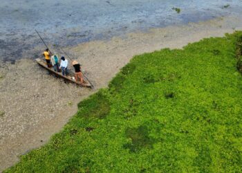 Corpamag atiende mortandad de peces en la ciénaga la Tesca, en el municipio de Guamal