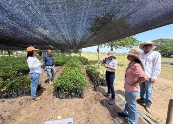 Corpamag inicia la restauración de áreas degradadas con especies nativas en seis municipios del área de influencia de la Ciénaga Grande